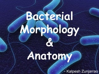 Bacterial
Morphology
&
Anatomy
- Kalpesh Zunjarrao
 