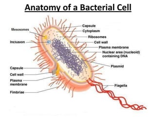 Map Bacterial Structure Bacterial morphology & anatomy | PPSX