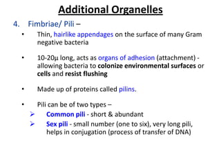 Bacterial morphology & anatomy | PPSX