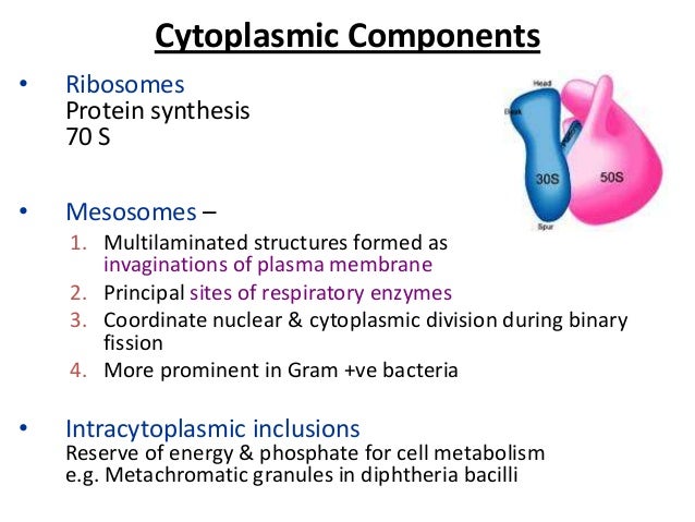bacterial morphology amp anatomy bacteria lower classifications