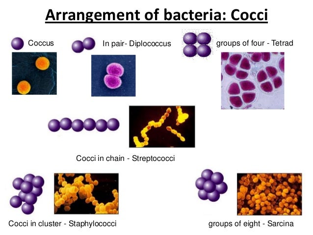 Bacterial morphology & anatomy