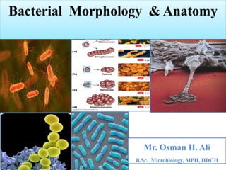 Mr. Osman H. Ali
B.Sc. Microbiology, MPH, HDCH
Bacterial Morphology & Anatomy
 
