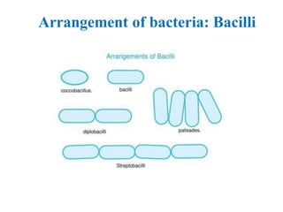 Bacterial Morphologyand Atomy.pdf microbiology | PDF