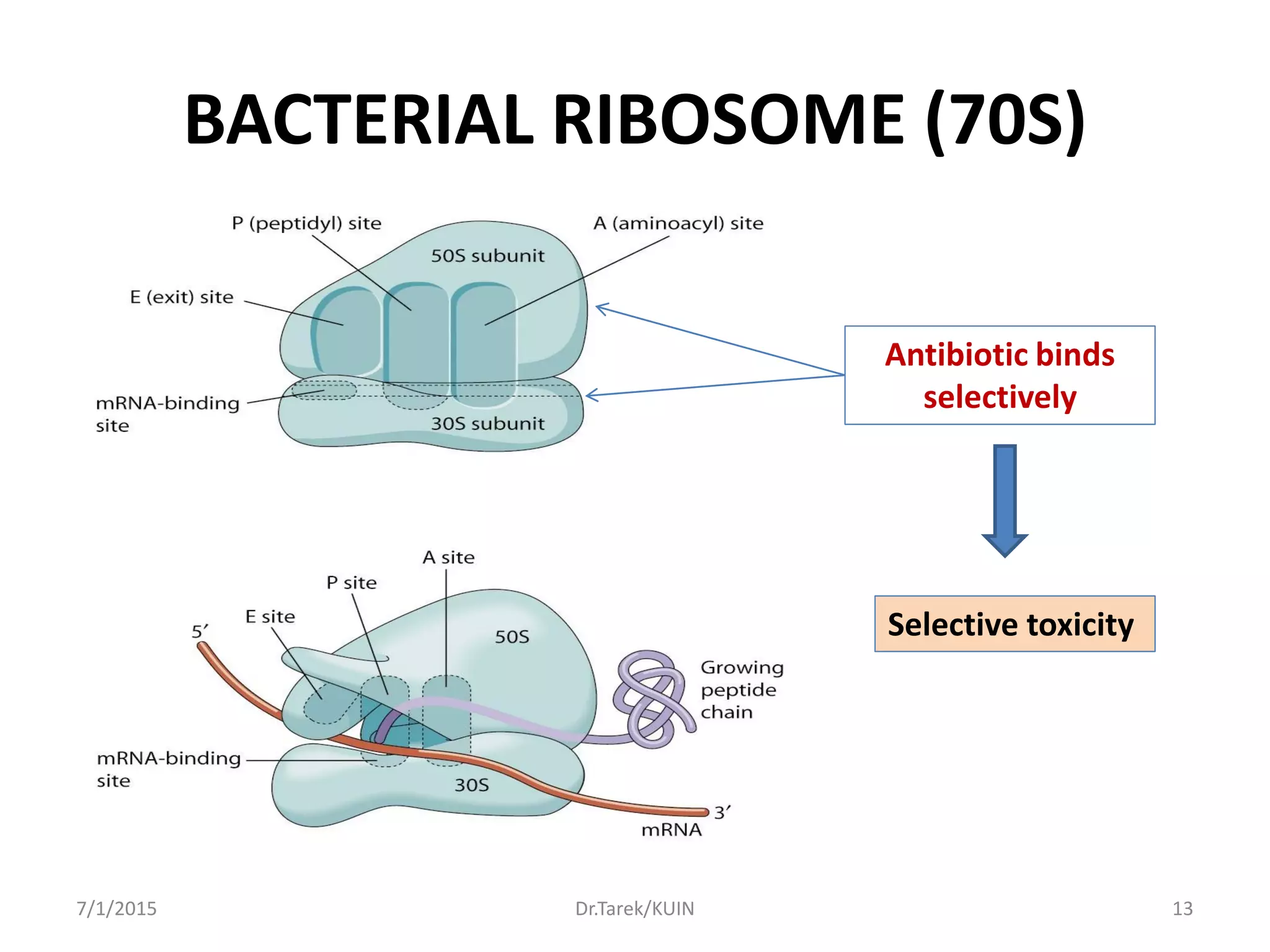Microbial Ribosome Bacterial morphology i | PDF