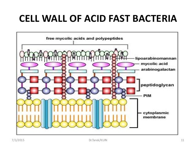 Bacterial morphology i
