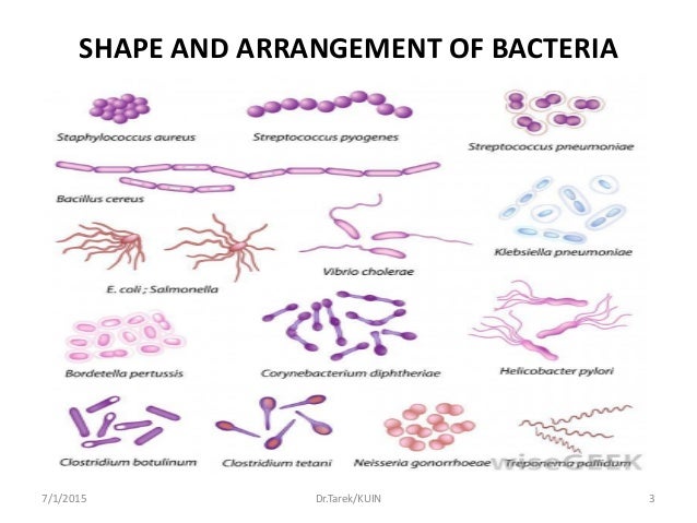 Bacterial morphology i