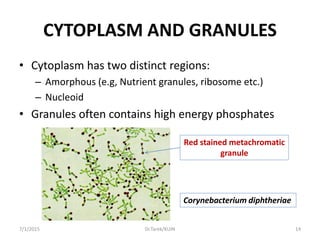 CYTOPLASM AND GRANULES
• Cytoplasm has two distinct regions:
– Amorphous (e.g, Nutrient granules, ribosome etc.)
– Nucleoid
• Granules often contains high energy phosphates
Red stained metachromatic
granule
Corynebacterium diphtheriae
7/1/2015 14Dr.Tarek/KUIN
 