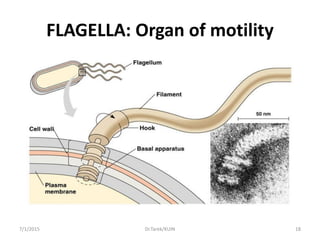 FLAGELLA: Organ of motility
7/1/2015 18Dr.Tarek/KUIN
 