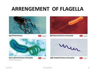 ARRENGEMENT OF FLAGELLA
7/1/2015 19Dr.Tarek/KUIN
 