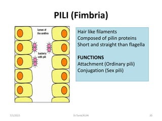 PILI (Fimbria)
Hair like filaments
Composed of pilin proteins
Short and straight than flagella
FUNCTIONS
Attachment (Ordinary pili)
Conjugation (Sex pili)
7/1/2015 20Dr.Tarek/KUIN
 