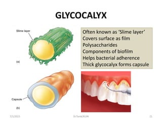 GLYCOCALYX
Often known as ‘Slime layer’
Covers surface as film
Polysaccharides
Components of biofilm
Helps bacterial adherence
Thick glycocalyx forms capsule
7/1/2015 21Dr.Tarek/KUIN
 