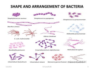 SHAPE AND ARRANGEMENT OF BACTERIA
7/1/2015 3Dr.Tarek/KUIN
 