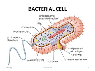 BACTERIAL CELL
7/1/2015 5Dr.Tarek/KUIN
 