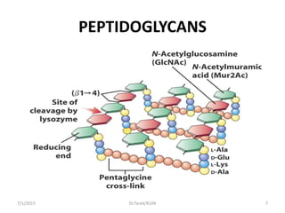 PEPTIDOGLYCANS
7/1/2015 7Dr.Tarek/KUIN
 