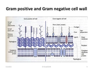 Gram positive and Gram negative cell wall
7/1/2015 9Dr.Tarek/KUIN
 