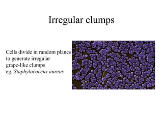 Irregular clumps
Cells divide in random planes
to generate irregular
grape-like clumps
eg. Staphylococcus aureus
 