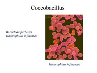Coccobacillus
Haemophilus influenzae
Bordetella pertussis
Haemophilus influenzae
 