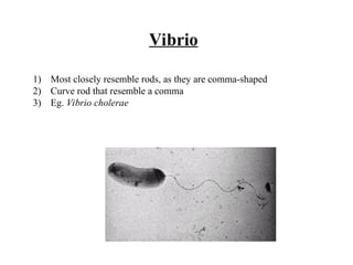 Vibrio
1) Most closely resemble rods, as they are comma-shaped
2) Curve rod that resemble a comma
3) Eg. Vibrio cholerae
 