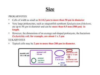 Size
PROKARYOTES
• Cells of width as small as 0.1-0.2 µm to more than 50 µm in diameter
• Very large prokaryotes, such as surgeonfish symbiont Epulopiscium fishelsoni,
are up to 50 µm in diameter and can be more than 0.5 mm (500 µm) in
length.
• However, the dimensions of an average rod-shaped prokaryote, the bacterium
Escherichia coli, for example, are about 1 x 3 µm
EUKARYOTES
• Typical cells may be 2 µm to more than 200 µm in diameter.
 