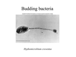 Budding bacteria
Hyphomicrobium cresentus
 