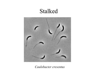 Stalked
Caulobacter cresentus
 