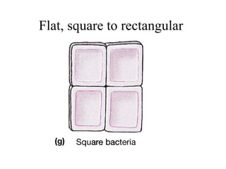 Flat, square to rectangular
 