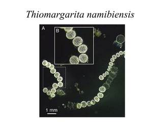 Thiomargarita namibiensis
 