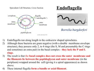 Endoflagella
Borrelia burgdorferi
1) Endoflagella run along length in the corkscrew shaped spirochetes.
2) Although these bacteria are gram negative (with a double membrane envelope
structure), they possess only 2, to 4 rings (the S, M and presumably the C rings
and sometimes an extra pair) in the basal complex - they lack the P and L
rings.
3) The result is that the basal complex does not cross the outer membrane and
the filaments lie between the peptidoglycan and outer membrane (in the
periplasm) wrapped around the cell (giving it a spiral appearance) as shown
above.
4) These internal flagella form a bundle or axial filament.
 