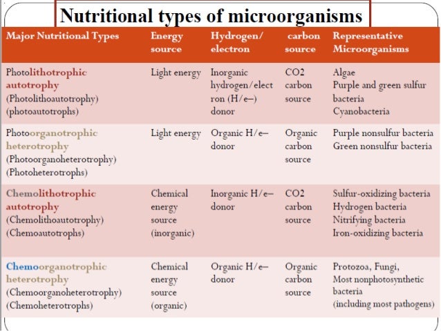 Bacterial nutrition