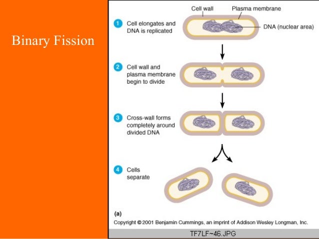 binary fission definition binary fission definition