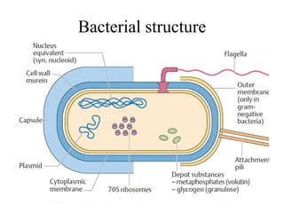 Bacterial structure
 