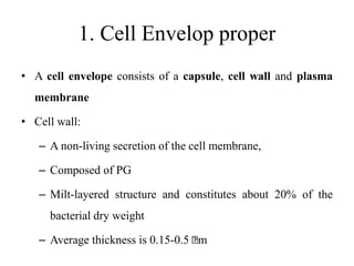 1. Cell Envelop proper
• A cell envelope consists of a capsule, cell wall and plasma
membrane
• Cell wall:
– A non-living secretion of the cell membrane,
– Composed of PG
– Milt-layered structure and constitutes about 20% of the
bacterial dry weight
– Average thickness is 0.15-0.5 m
 
