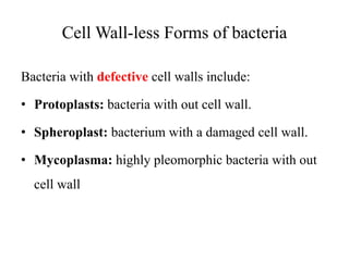 Cell Wall-less Forms of bacteria
Bacteria with defective cell walls include:
• Protoplasts: bacteria with out cell wall.
• Spheroplast: bacterium with a damaged cell wall.
• Mycoplasma: highly pleomorphic bacteria with out
cell wall
 