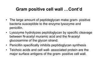 Gram positive cell wall …Cont’d
• The large amount of peptideglycan make gram- positive
bacteria susceptible to the enzyme lysozyme and
penicillin.
• Lysozyme hydrolyzes peptidoglycan by specific cleavage
between N-acetyl muramic acid and the N-acetyl
glucosamine of the glycon strand.
• Penicillin specifically inhibits peptidoglycan synthesis
• Teichoic acids and cell wall- associated protein are the
major surface antigens of the gram- positive cell wall.
 