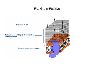 Fig. Gram-Positive
 