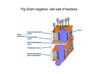 Fig Gram negative cell wall of bacteria
 