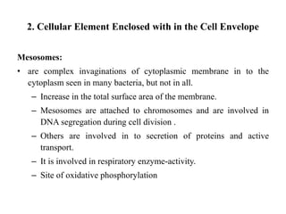 2. Cellular Element Enclosed with in the Cell Envelope
Mesosomes:
• are complex invaginations of cytoplasmic membrane in to the
cytoplasm seen in many bacteria, but not in all.
– Increase in the total surface area of the membrane.
– Mesosomes are attached to chromosomes and are involved in
DNA segregation during cell division .
– Others are involved in to secretion of proteins and active
transport.
– It is involved in respiratory enzyme-activity.
– Site of oxidative phosphorylation
 