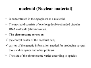 nucleoid (Nuclear material)
• is concentrated in the cytoplasm as a nucleoid
• The nucleoid consists of one long double-stranded circular
DNA molecule (chromosome).
• The chromosome serves as:
 the control center of the bacterial cell,
 carries of the genetic information needed for producing several
thousand enzymes and other proteins.
• The size of the chromosome varies according to species.
 