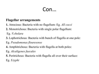 Con…
Flagellar arrangements
1. Atrocious: Bacteria with no flagellum: Eg. All cocci
2. Monotrichous: Bacteria with single polar flagellum:
Eg. V.cholara
3. Lophotrichous: Bacteria with bunch of flagella at one pole:
Eg. Pseudomonas flouresense
4. Amphitrichous: Bacteria with flagella at both poles:
Eg. Alcaligenes faecales
5. Peritrichous: Bacteria with flagella all over their surface:
Eg. S.typhi
 