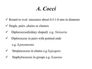 A. Cocci
 Round or oval -measures about 0.5-1.0 mm in diameter
 Single, pairs ,chains or clusters
 Diplococcus(kidney shaped) e.g. Neisseria
 Diplococcus in pairs with pointed ends
e.g. S.pneumonia
 Streptococcus in chains e.g S.pyogens
 Staphylococcus in groups e.g. S.aureus
 