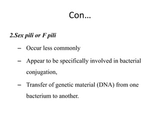 Con…
2.Sex pili or F pili
– Occur less commonly
– Appear to be specifically involved in bacterial
conjugation,
– Transfer of genetic material (DNA) from one
bacterium to another.
 