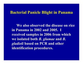 Bacterial panicle blight