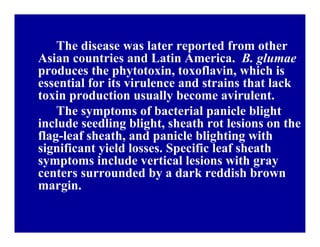 Bacterial panicle blight
