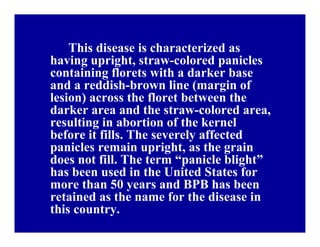 Bacterial panicle blight