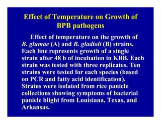 Bacterial panicle blight