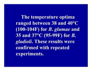 Bacterial panicle blight