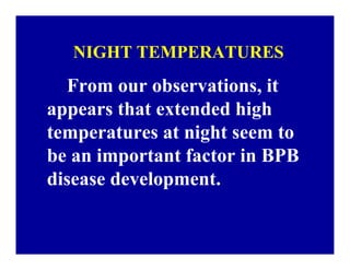 Bacterial panicle blight