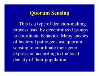 Bacterial panicle blight