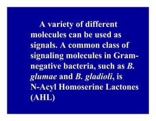 Bacterial panicle blight