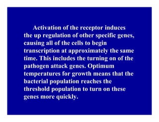 Bacterial panicle blight